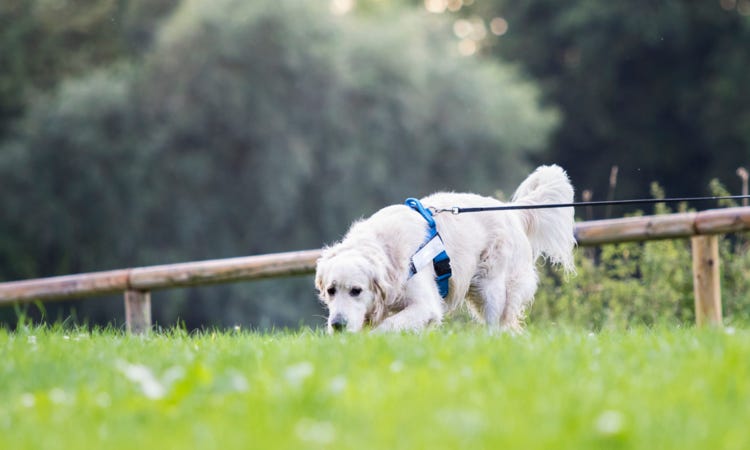 comportement chien agressif puyricard